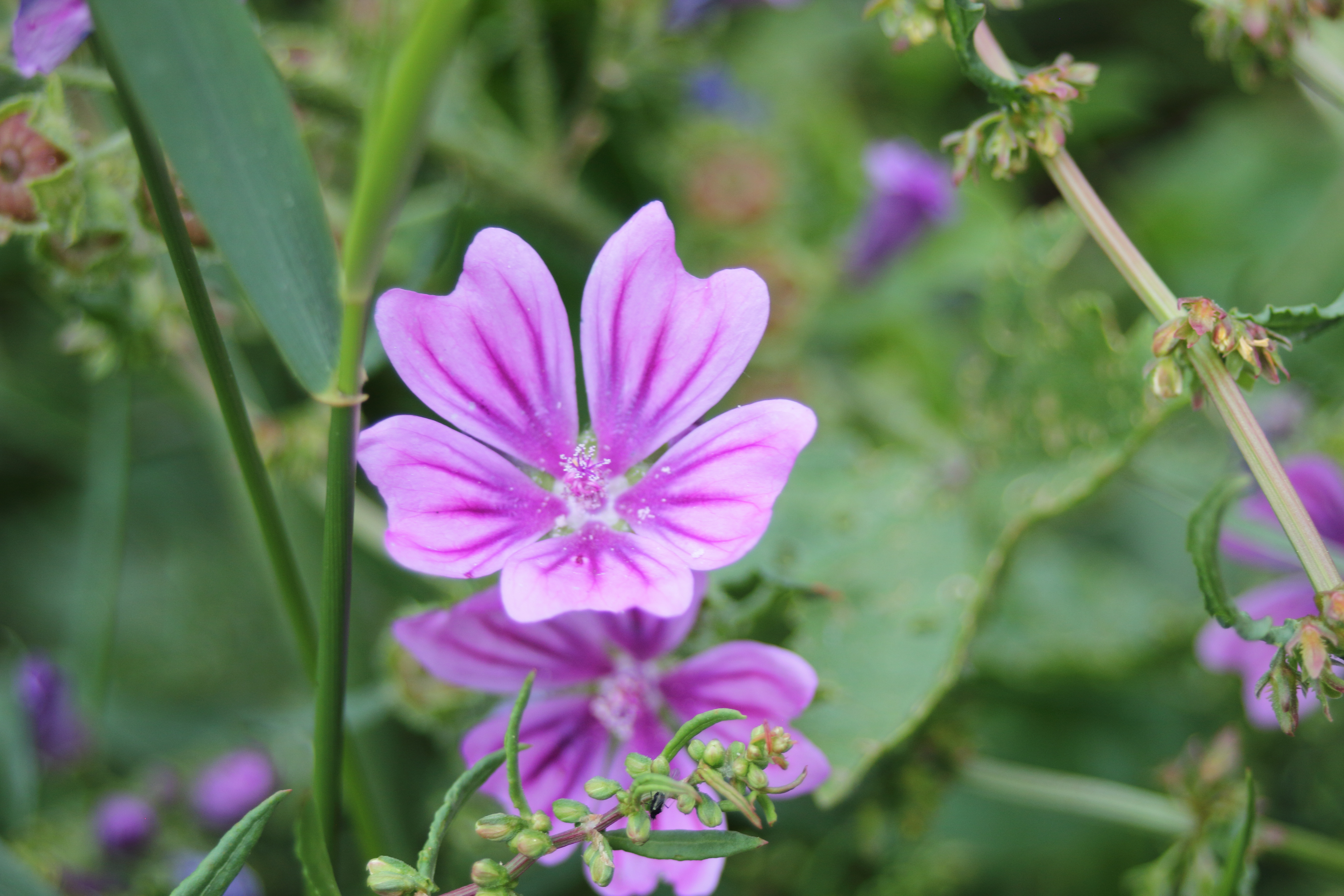 Malva sylvestris